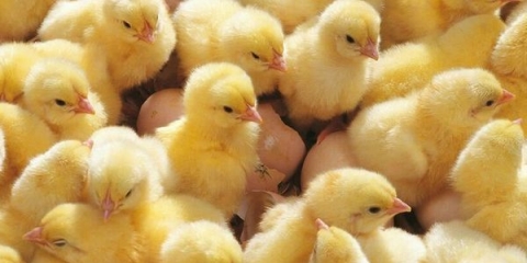 Upute za korištenje inkubatora idealna majka kokoš